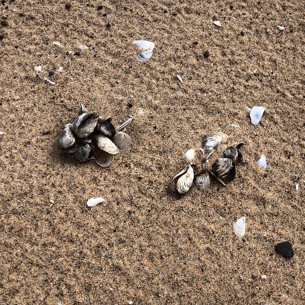 Snail shells.