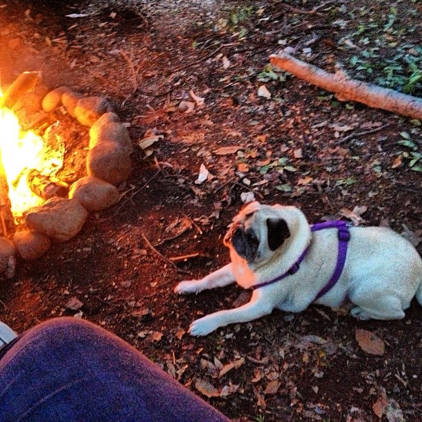 thepugagrees