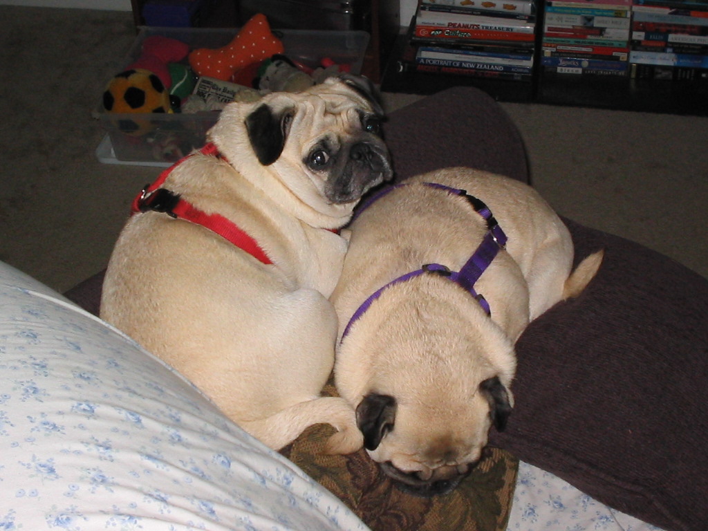 Lily and Wednesday, circa 2003.