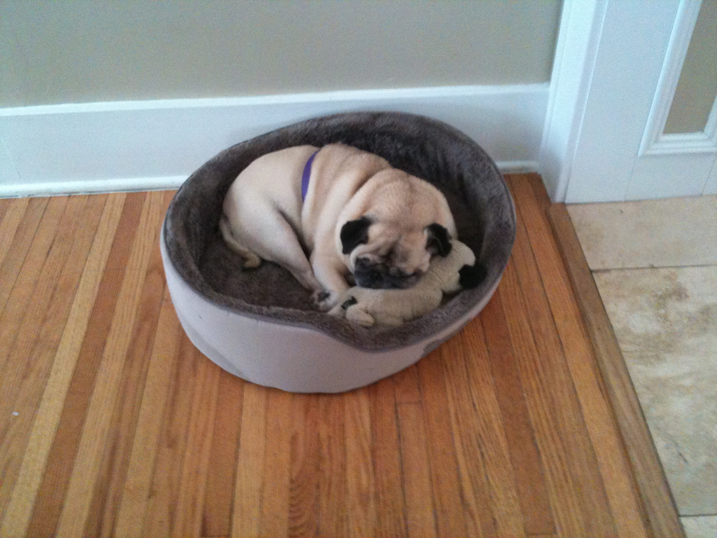 Wednesday and her stuffed pug, January 2011.