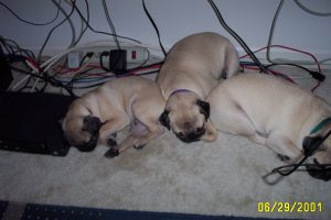 Pugsley, Wednesday and Lily (left to right)